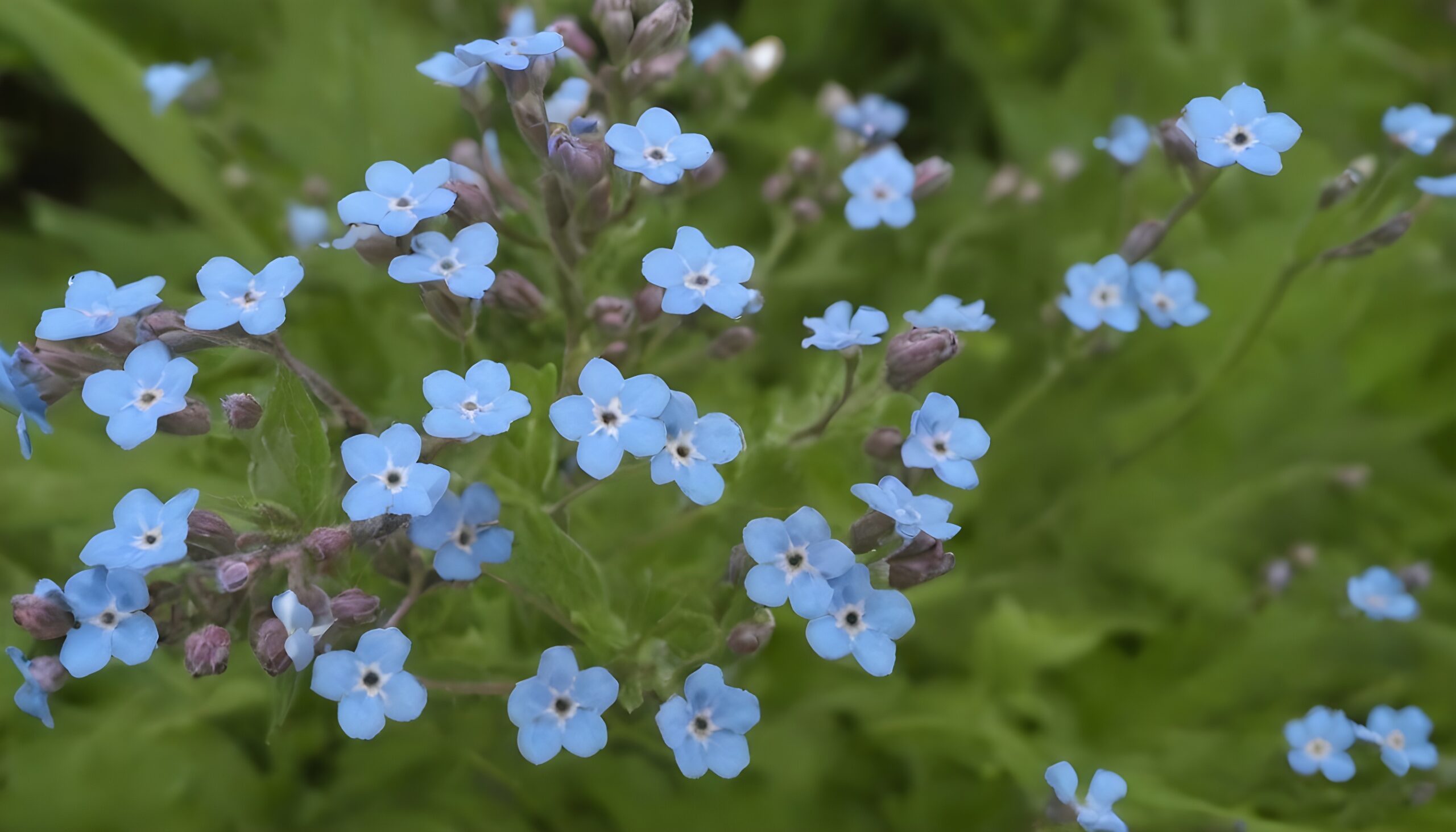 Forget Me Nots